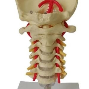 Modèle artère carotide cervicale, occipital, disque intervertébral et nerf